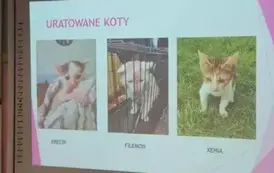 Kotki z Fundacji Kocia Szansa